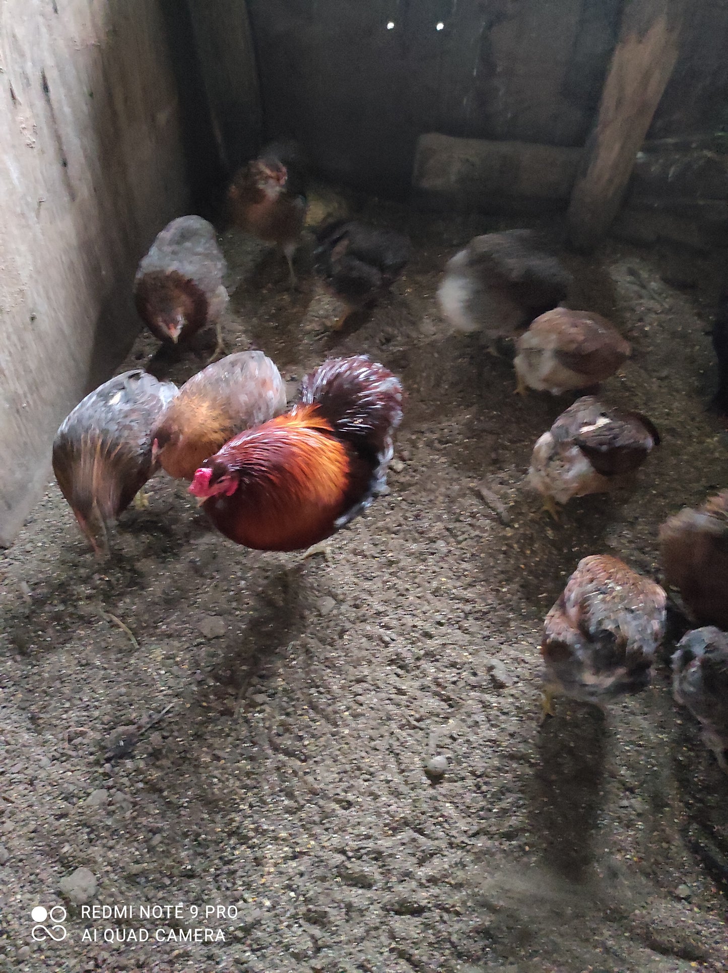 Uova fertili di razza araucana colorazione selvatica selvatica blu di animali che stanno fuori in inverno e in estate molto rustici mandare una mail per disponibilita