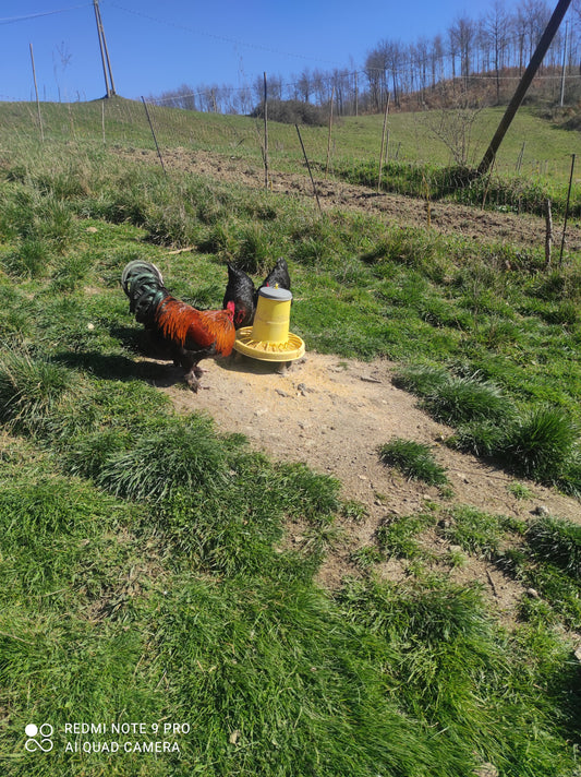 Uova fertili marans animali molto rustici che vivono sempre fuori sia in estate che in inverno mandare una email per disponibilita