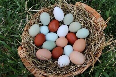 UOVA FERTILI DI GALLINA E PULCINI