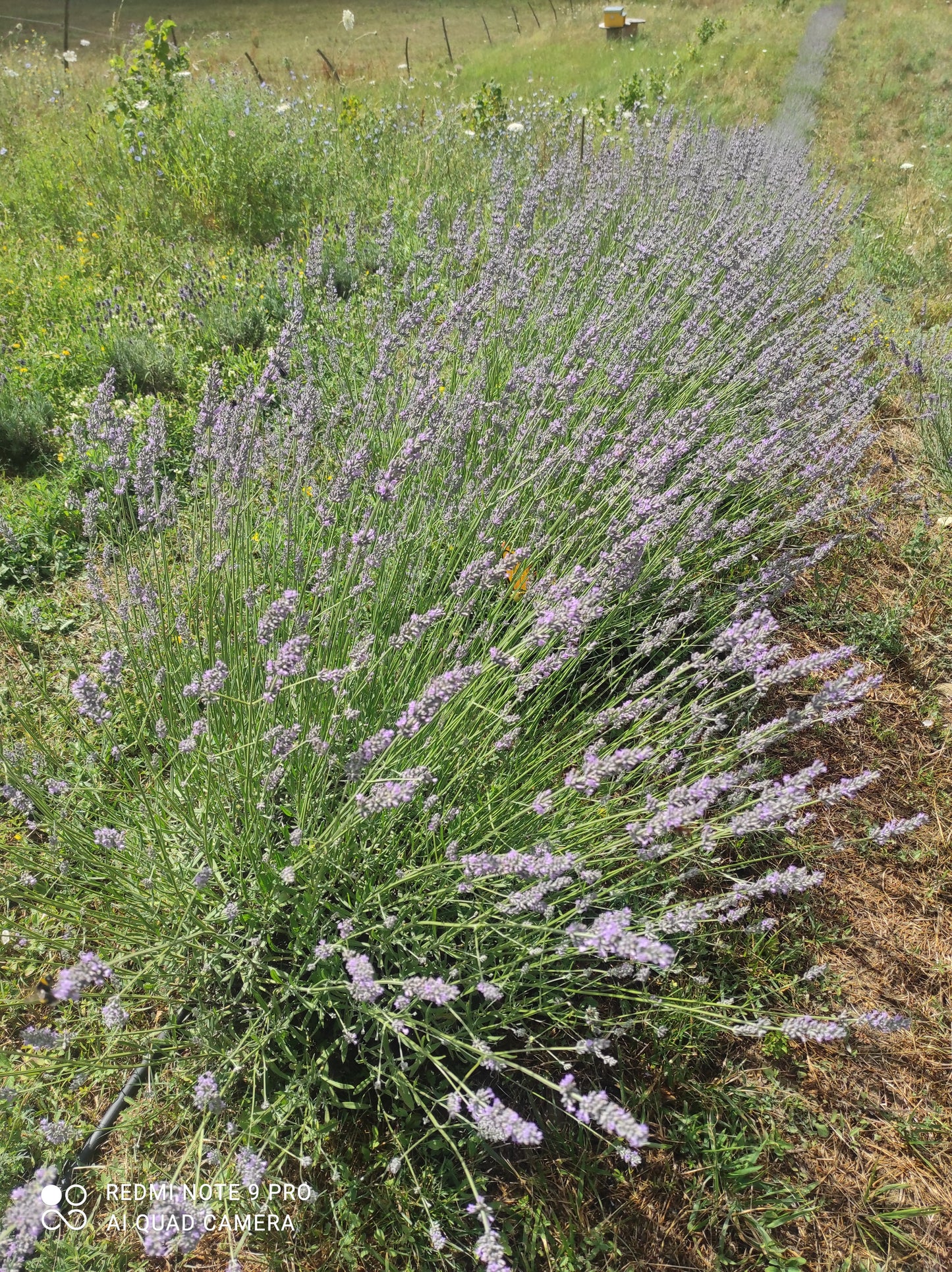 La nostra lavanda