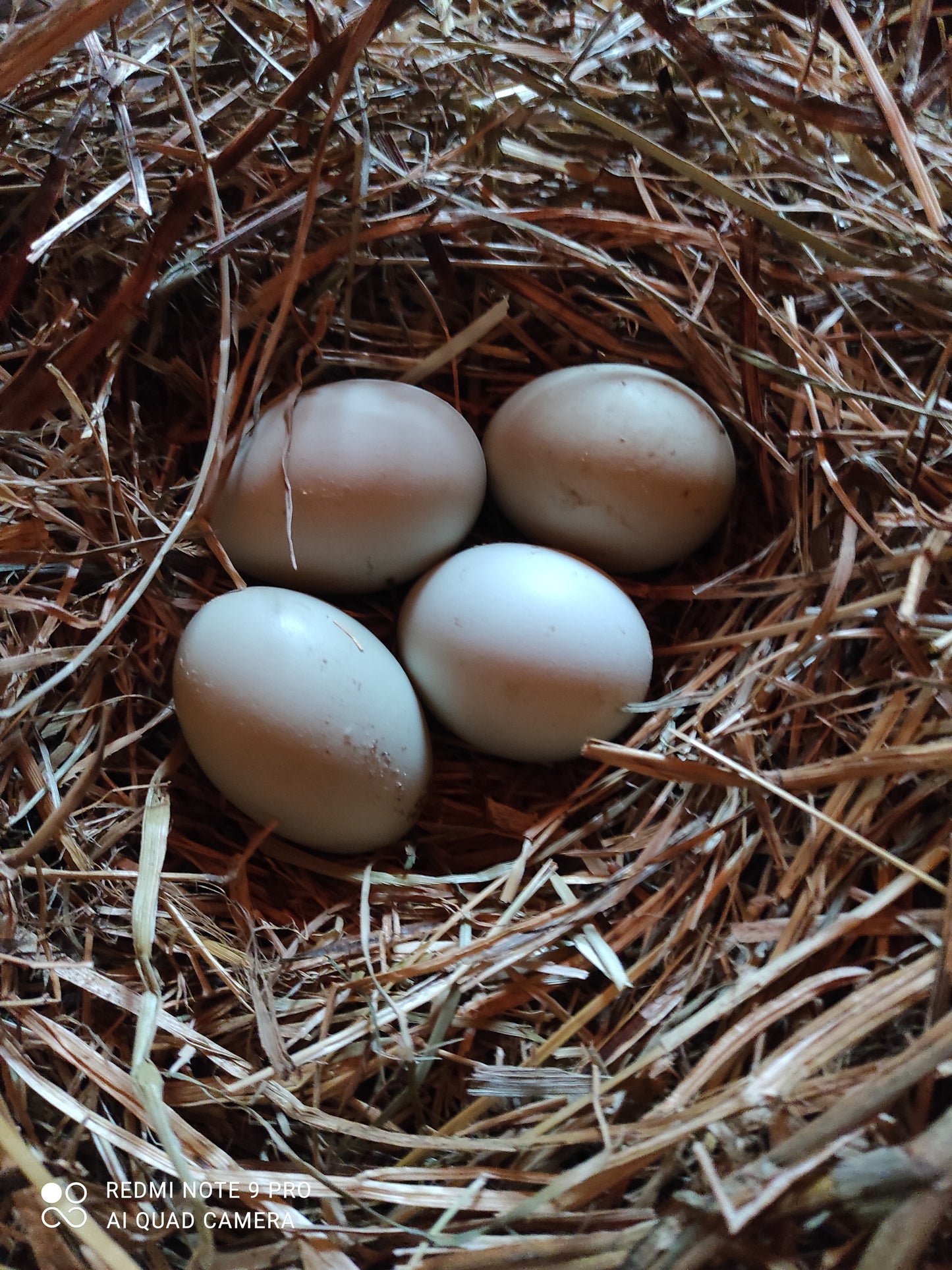 Uova fertili di razza araucana colorazione selvatica selvatica blu di animali che stanno fuori in inverno e in estate  molto rustici
