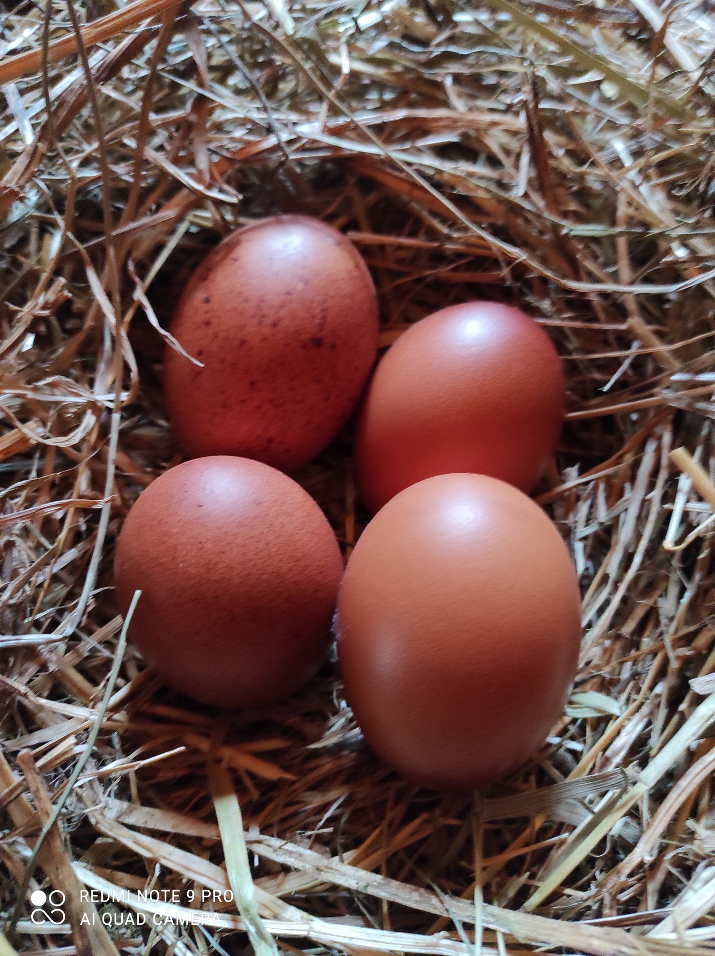 Uova fertili marans animali molto rustici che vivono sempre fuori sia in estate che in inverno