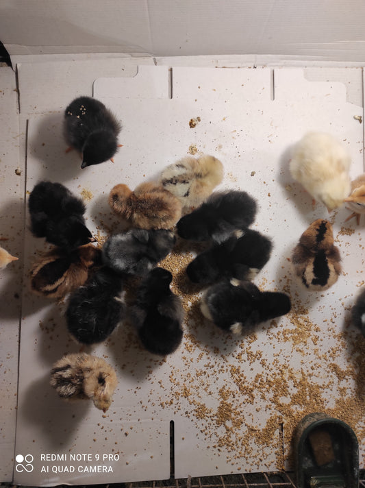 Pulcini araucana marans su ordinazione ritiro sul posto no spedizione